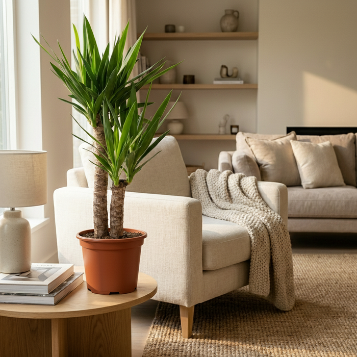 Yucca (Palmlelie) - Yucca Elephantipes - ↕80-90cm - Ø21cm