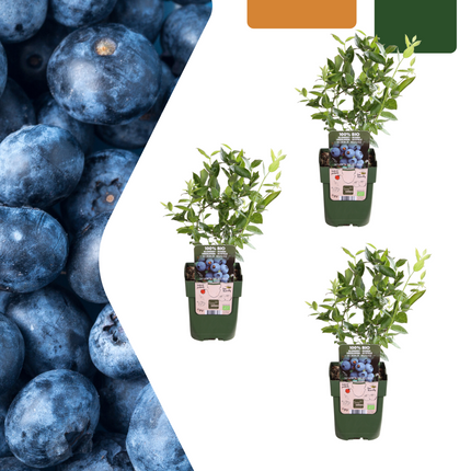 Vaccinium Corymbosum - Blueberry plants BIO - ↕20cm - Ø13cm - 3x