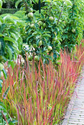 Imperata Cylindrica 'Red Baron' - Japansk blodgræs - ↕10-25cm - Ø9cm - 12x