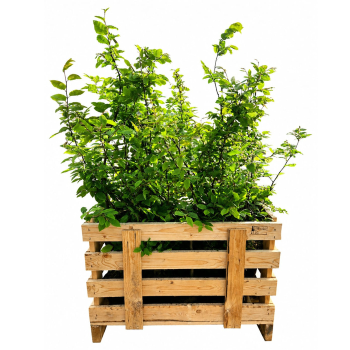 Carpinus Betulus - Haagbeuk - Palletdeal - ↕80-100cm - Ø19cm - 50x