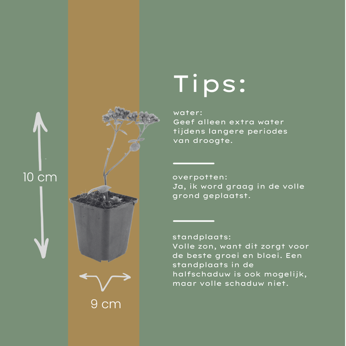 Sedum 'Matrona' - ↕10-25cm - Ø9cm - 48x