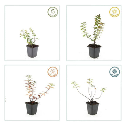 Hypericum dummeri 'Peter Dummer' - ↕10-25cm - Ø9cm - 24x