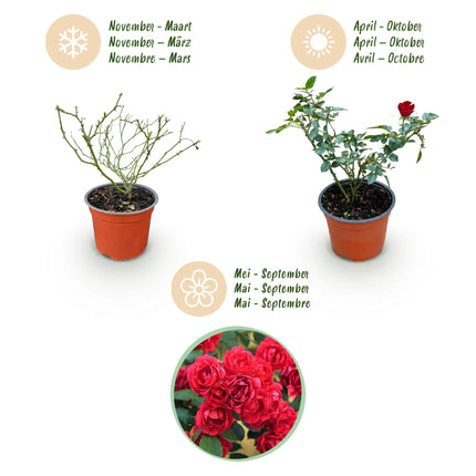 Rosa Rote The Fairy - Rosa - Resistente - Rossa - 3 Piante - Vaso da 12 cm - Altezza 20-25 cm