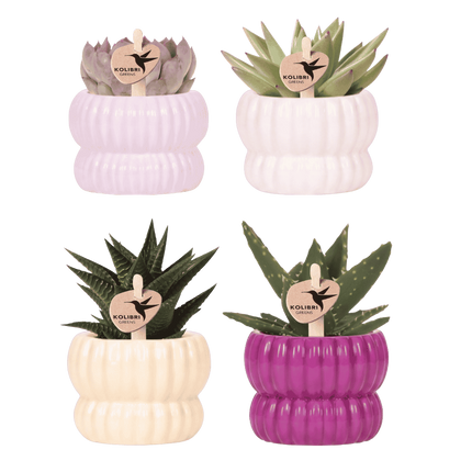 Kolibri Company | Plantenset Horizon Mix | Paars, wit, geel & roze met groene planten Ø6 cm
