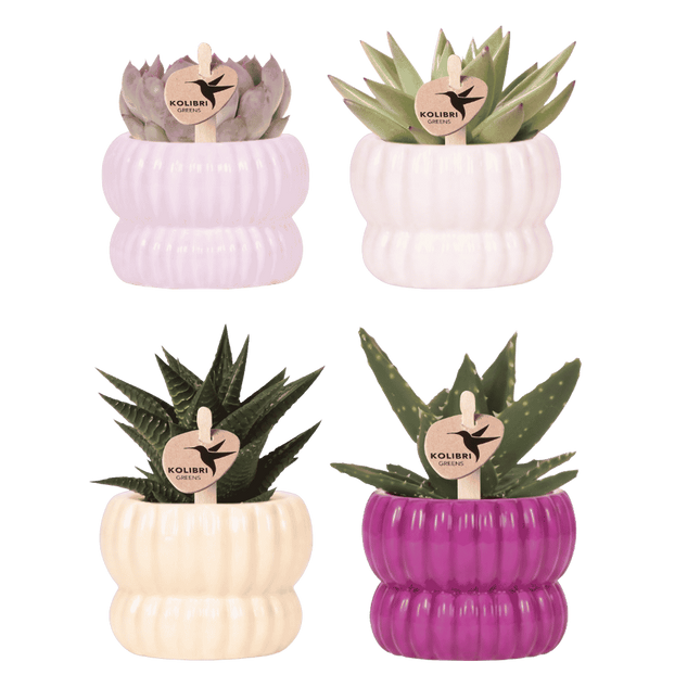 Kolibri Company | Plantenset Horizon Mix | Paars, wit, geel & roze met groene planten Ø6 cm