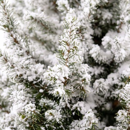 2x Picea glauca Conica - Kegelspar - Groen - Wit - Kerstboom - incl. jute zak - Ø19cm - ↕65cm
