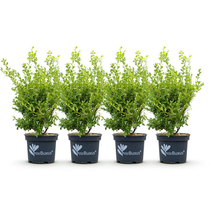 Siepe di bosso - BetterBuxus Babylon Beauty - Resistente alla malattia del bosso - 1 metro lineare - ↕50-55cm - Ø19cm - 4x