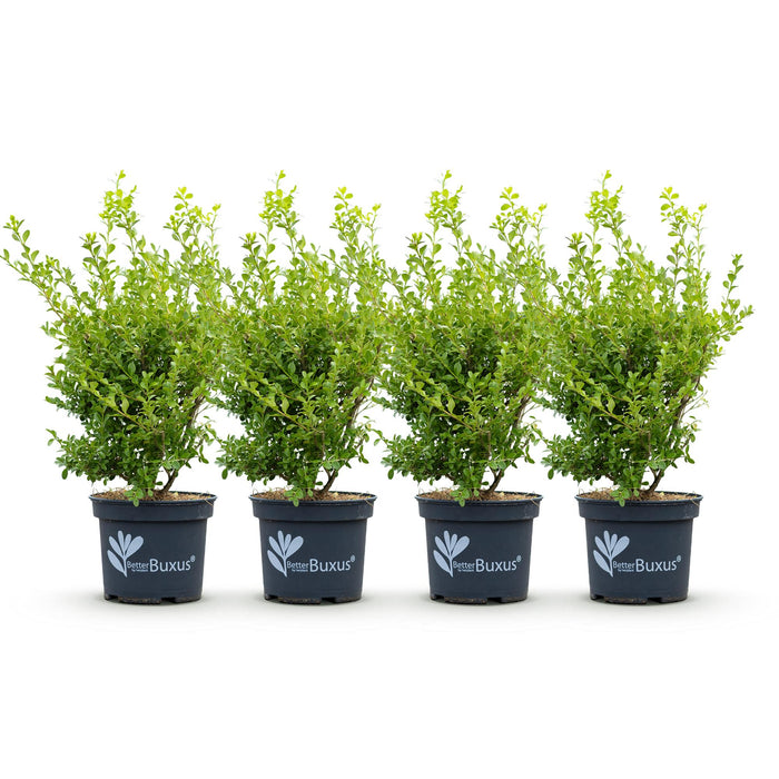 Buxus Haag - BetterBuxus Babylon Beauty - Resistant tegen de Buxus schimmel - 1 strekkende meter - ↕50-55cm - Ø19cm - 4x