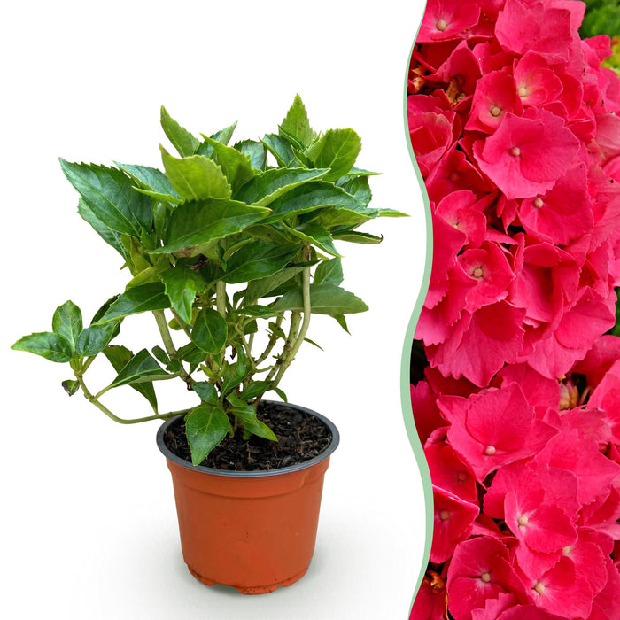 Hydrangea macrophylla Red - Hydrangea - Hardy - Red - 1 Plant - Pot 12cm - Height 20-30cm