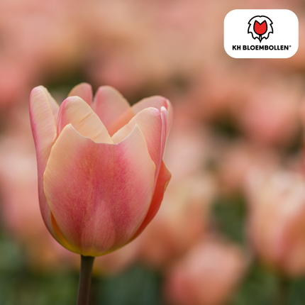 Bulbes de tulipes Apricot Foxx – Lot de 20 | KH Bloembollen® | Tulipe rose saumon – Élégante et à grandes fleurs – Pour jardin ou pot – Calibre 11/12 – Directement du producteur