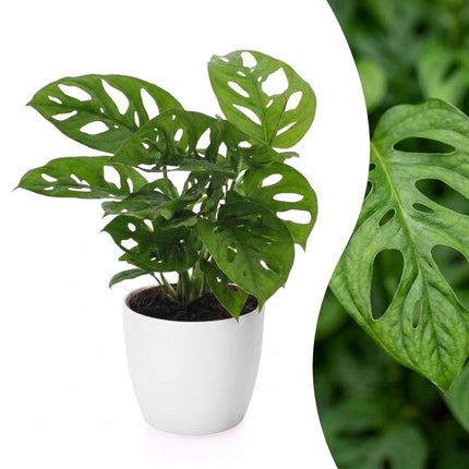 Monstera Adansonii - Rhaphidophora Tetrasperma - met Potter Wit - Pot 12cm - Hoogte - 25cm