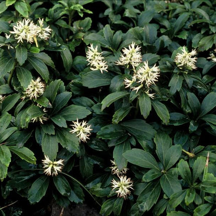 Pachysandra Terminalis 'Green Sheen' - Schaduwkruid - ↕10-25cm - Ø9cm - 60x
