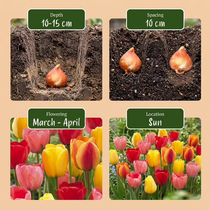 15x Tulipa Darwin Hybride mix - Bloembollen - Darwin-tulp mix - Diversen - Voorjaarsbloeier - Bolmaat 11/12