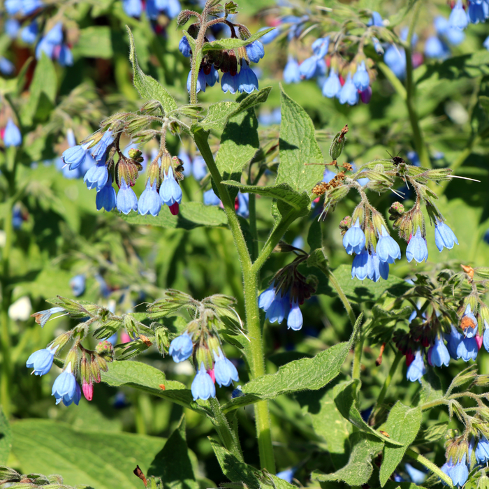 Symphytum grandiflorum 'Wisley Blue' - Smeerwortel - ↕10-25cm - Ø9cm - 12x