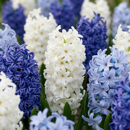 40x Hyacinthus Blue water mix - Bloembollen - Blauwe hyacint - Blauw - Voorjaarsbloeier - Bolmaat 14/15