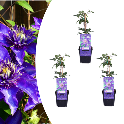 Clematis ‘Multi Blue’ 3x – P9 pot – bijzondere blauw bloeiende klimplant