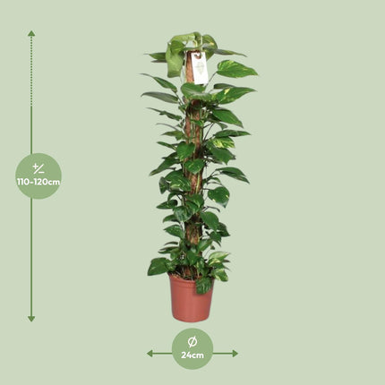 Epipremnum Pinnatum Moss stick 120cm Scindapsus - ↕120cm - Ø24cm