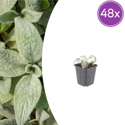 Stachys byzantina 'Silver Carpet' - Ezelsoor - ↕10-25cm - Ø9cm - 48x