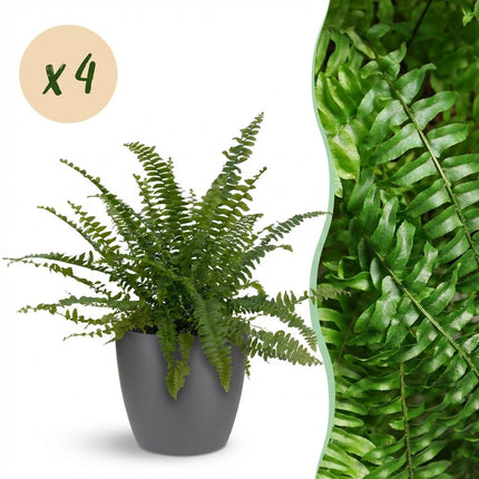 Nephrolepsis exaltata Green Lady - Fern - with grey plant pots - ↕25cm - Ø12cm - 4x
