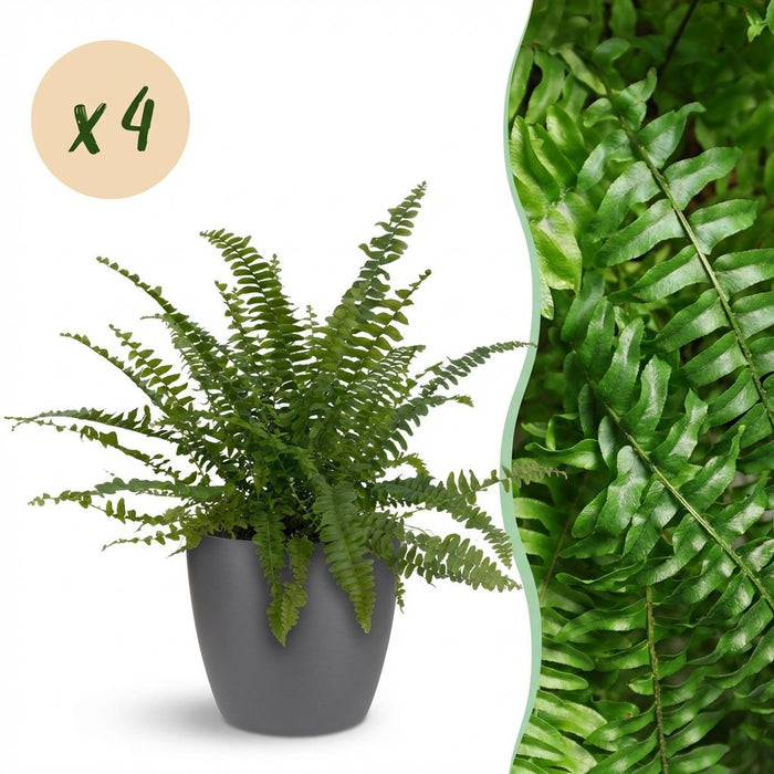Nephrolepsis exaltata Green Lady - Varen - met grijze plantenpotten - ↕25cm - Ø12cm - 4x