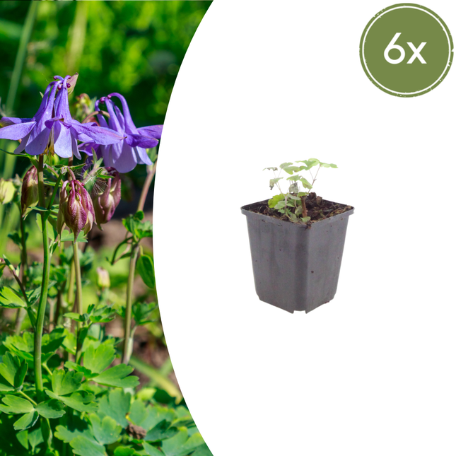 Aquilegia vulgaris - Aguileña - ↕10-25cm - Ø9cm - 6x