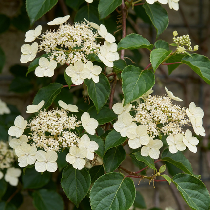 Hydrangea a. Petiolaris - Klimmende hortensia 6x - Wit - Klimplant - Ø9cm - ↕35cm