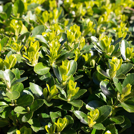 Euonymus japonica Green Spire - 1 metro lineare - ↕20-25cm - Ø9cm - 8x