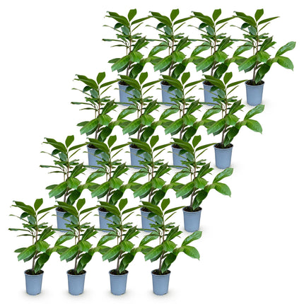 Prunus laur. Rotundifolia - Laurierkers - 16x Haagplanten - Groenblijvend - Groen - Pot 9cm - Hoogte 25-35cm