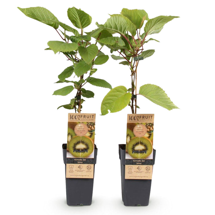 Fruitplant - Groene Kiwi - Actinidia deliciosa Jenny  - Groene Vrucht - 2 planten - Pot 15cm Hoogte 50cm