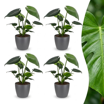 Monstera Deliciosa - Gatenplant - 4x- met Potter Grijs - Pot 12cm - Hoogte - 30cm