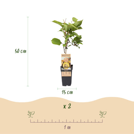 Gele Kiwiplant - Actinidia deliciosa Golden Kiwi - Gele Vrucht - ↕50cm - Ø15cm - 2x