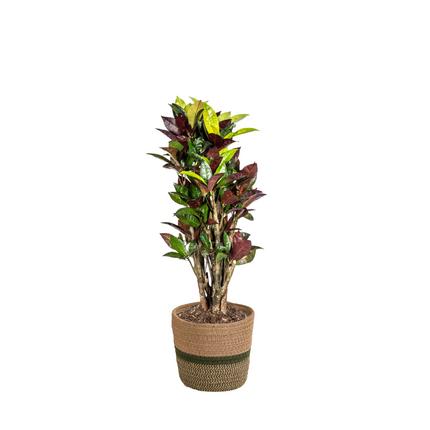 Codiaeum 'Croton' Iceton with basket - ↕60-80cm - Ø21cm
