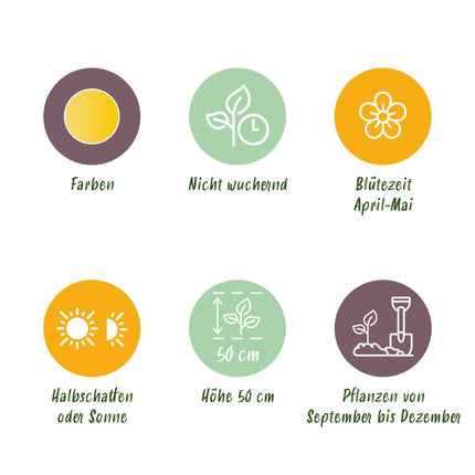 Bulbes de tulipes Vendéeglobe - Jaune - Lot de 12 - Calibre 11/12 - Format XXL