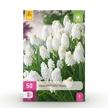 Bulbes de fleurs - Muscari White Magic - Couleur blanche - 50 bulbes - Calibre 6/7 - Paquet XXL