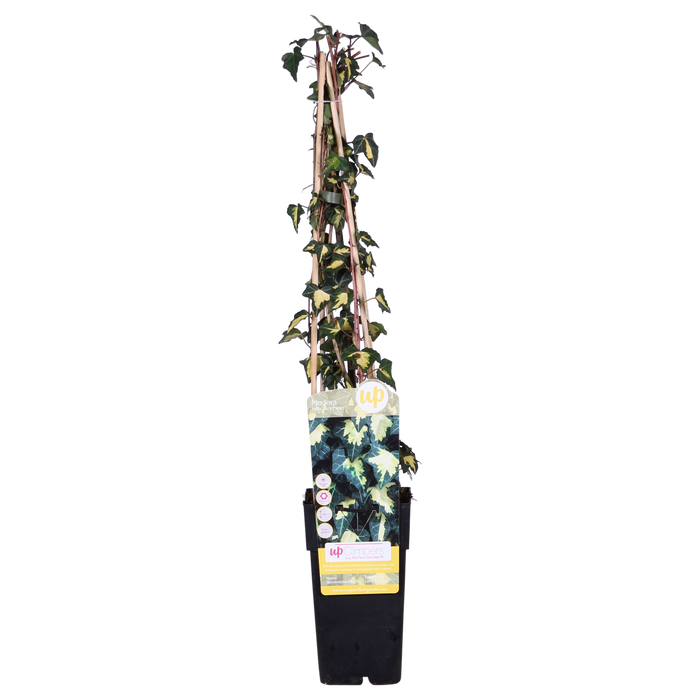 Hedera Helix 'Goldheart' - ↕65cm - Ø15cm