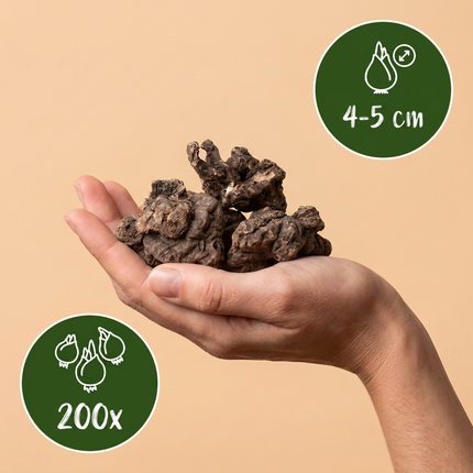 200x mieszanka zawilców Blanda - cebule kwiatowe - mieszanka zawilców greckich - różne - cebule naturalizujące - rozmiar cebuli 4/5
