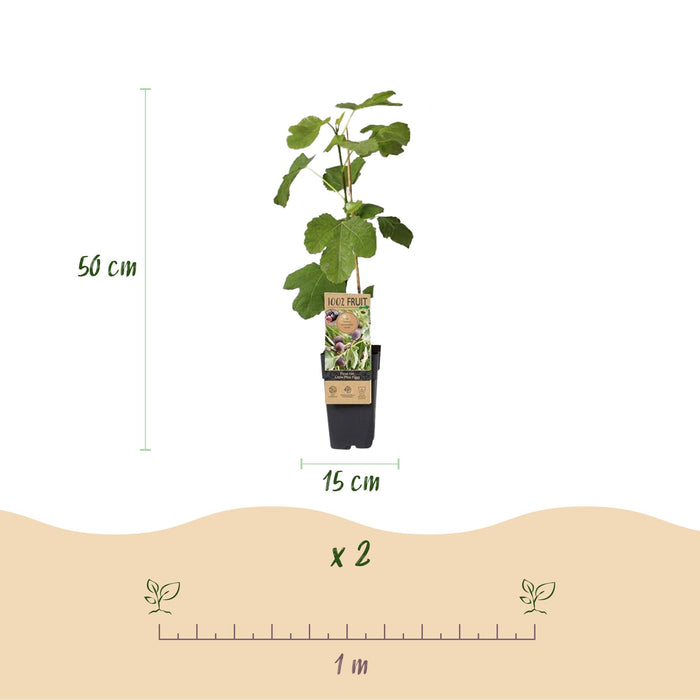 Fruitplant - Vijgenboom - Ficus caria Little mis Figgy - Rode Vrucht - 2 planten - Pot 15cm Hoogte 50cm