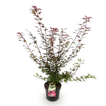 Acer palmatum Shaina - Japanse Esdoorn - Bladverliezend - Rood - Pot 26cm - Hoogte 90cm