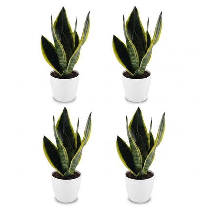 Sansevieria Future Superb - Vrouwentong - met witte pot - ↕35cm - Ø12cm - 4x