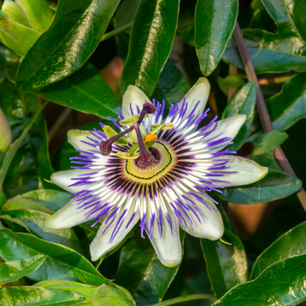 Passiflora caerulea (Passiebloem) 6x – P9 pot – exotische bloeiende klimplant