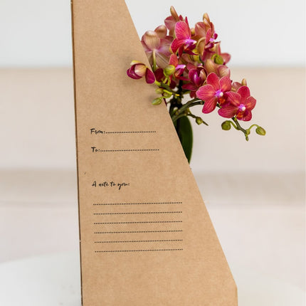 Kolibri Orchids | Witte Phalaenopsis Orchidee - Mineral Amabilis in Chrome Dubbel Sierpot met Giftbox - Ø9 cm