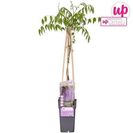 Wisteria floribunda 'Naga Noda' - Glicina morada - ↕65cm - Ø15cm