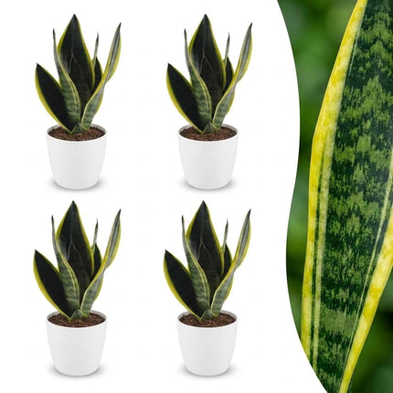 Sansevieria Future Superb - Vrouwentong - met witte pot - ↕35cm - Ø12cm - 4x