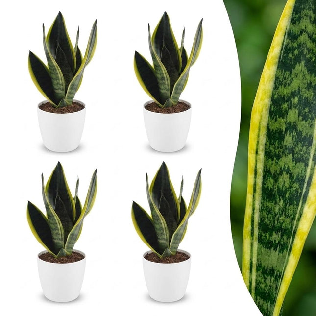 Sansevieria Future Superb - Wężownica - w białej doniczce - ↕35cm - Ø12cm - 4x