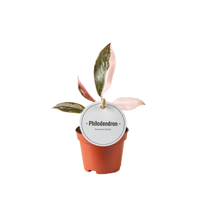 Philodendron Pink Princess - ↕15cm - Ø6cm