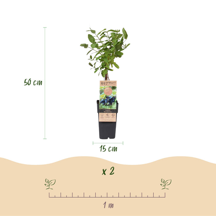 Fruitplant - Honingbes - Lonicera caerulea Kamchatika - Blauwe Bes - 2 planten - Pot 15cm Hoogte 50cm