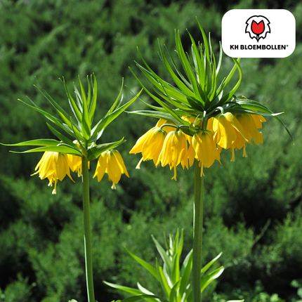 Fritillaria / Crown Imperial Lutea 5 stk.