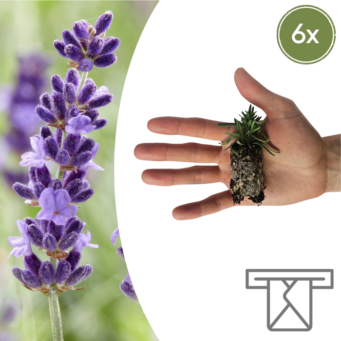Lavandula 'Hidcote' – 6 Pluggen | Kweek & Geniet van Prachtige Lavendel