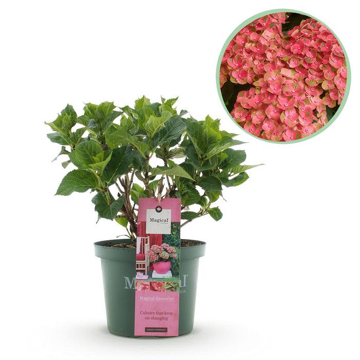 Terrasplant - Hortensia - Hydrangea Magical Green Fire - Roze Groen - 6-10 Bloemen - Pot 23cm Hoogte 55cm