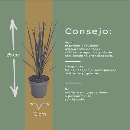 Panicum virgatum ‘Northwind’ – Vingergras - Ø12cm - 3x